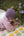Cashmere Baby Bonnet, Purple Rain with Stoneage Pom